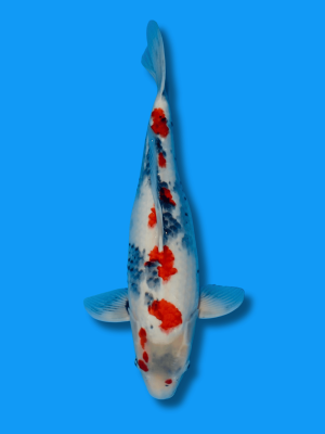 Kindai Showa | Koi&Co.